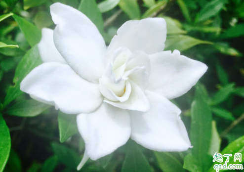 为什么水晶茉莉的花苞会掉 水晶茉莉掉花苞怎么补救