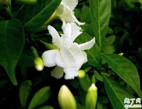 为什么水晶茉莉的花苞会掉 水晶茉莉掉花苞怎么补救