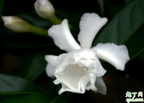 为什么水晶茉莉的花苞会掉 水晶茉莉掉花苞怎么补救