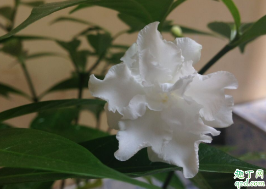 水晶茉莉过冬温度是多少了 狗牙花冬天怎么养