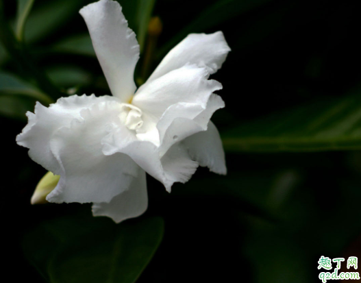 水晶茉莉过冬温度是多少了 狗牙花冬天怎么养