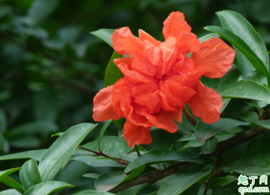 水晶茉莉过冬温度是多少了 狗牙花冬天怎么养