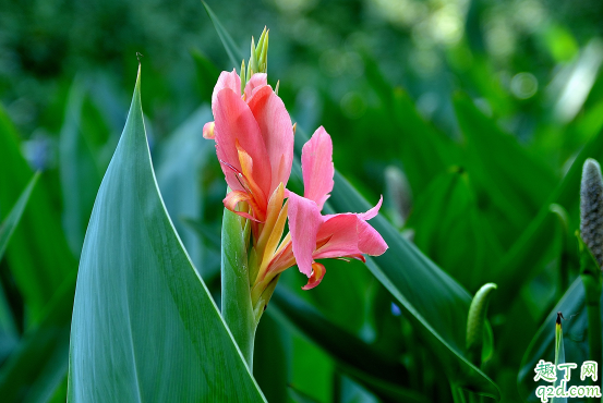 美人蕉烂根是咋回事 美人蕉烂根怎么补救