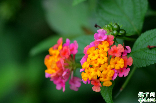 如意花可以水养吗 如意花怎样水养花开的旺盛