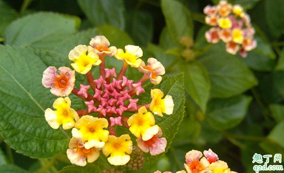 如意花可以水养吗 如意花怎样水养花开的旺盛