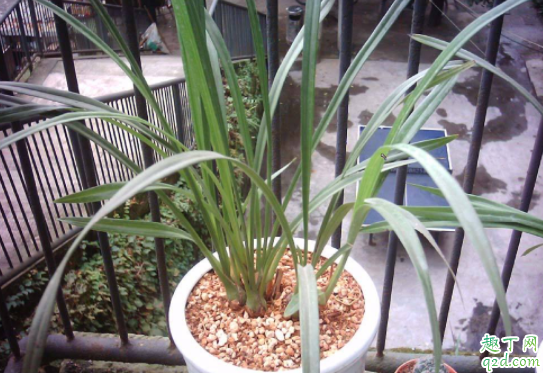 用锯末当花土养花可以吗 锯末可以直接撒在地里吗