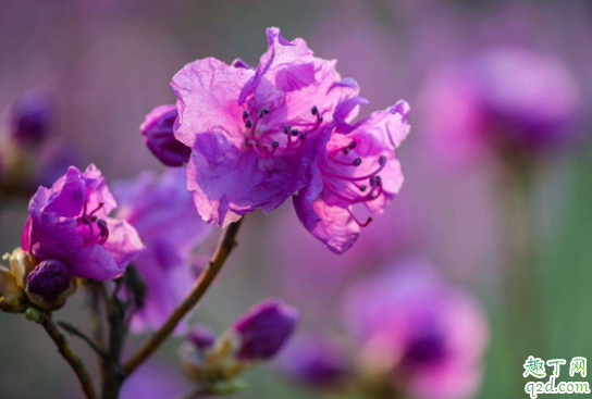 用锯末当花土养花可以吗 锯末可以直接撒在地里吗