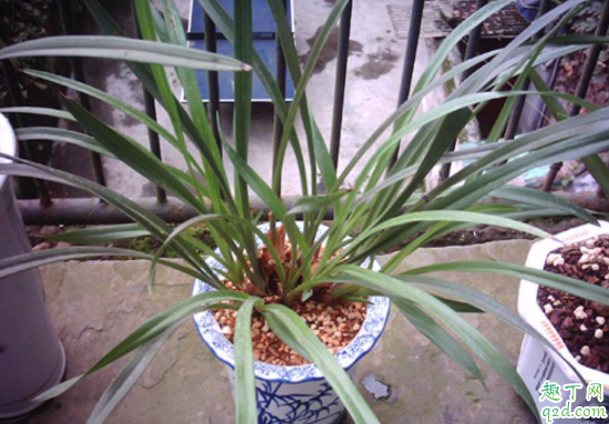 用锯末当花土养花可以吗 锯末可以直接撒在地里吗