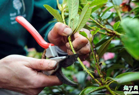 锯末怎么发酵做花土 怎么用锯末养绿萝
