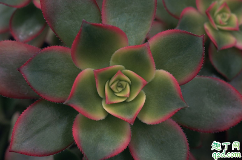 养莲花掌须注意什么 莲花掌怎样养长得旺盛