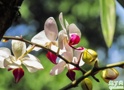 锯末养月季可以吗 兰花里面能不能放入锯末