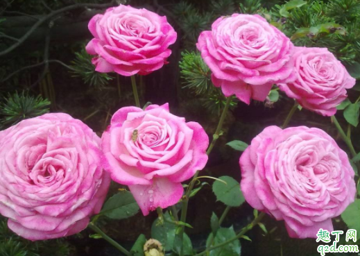 锯末养月季可以吗 兰花里面能不能放入锯末