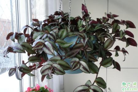 吊竹梅可以扦插吗 吊竹梅冬天怎么越冬