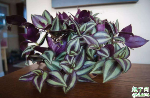 吊竹梅可以扦插吗 吊竹梅冬天怎么越冬