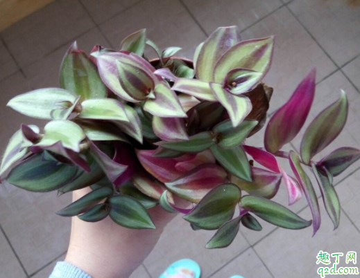 吊竹梅可以扦插吗 吊竹梅冬天怎么越冬