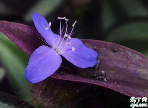 吊竹梅可以扦插吗 吊竹梅冬天怎么越冬