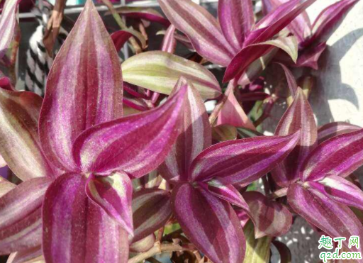 吊竹梅叶子变黄变软怎么办 吊竹梅会不会开花