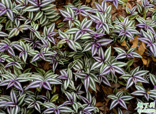 吊竹梅叶子变黄变软怎么办 吊竹梅会不会开花