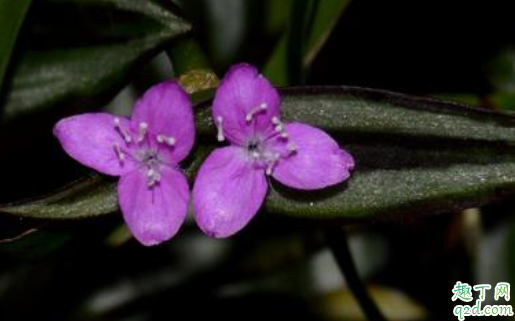 吊竹梅叶子变黄变软怎么办 吊竹梅会不会开花