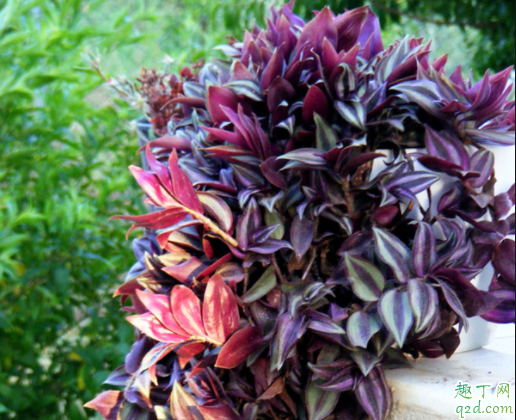 吊竹梅叶子变黄变软怎么办 吊竹梅会不会开花