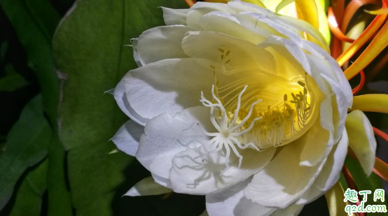 韦陀花室内养有毒吗 韦陀花怎样养花开的旺盛