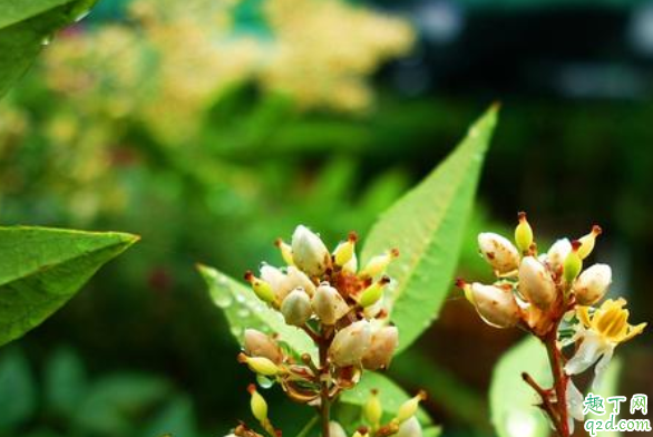 米兰花夏季能修剪吗 米兰花出现黄叶是什么原因