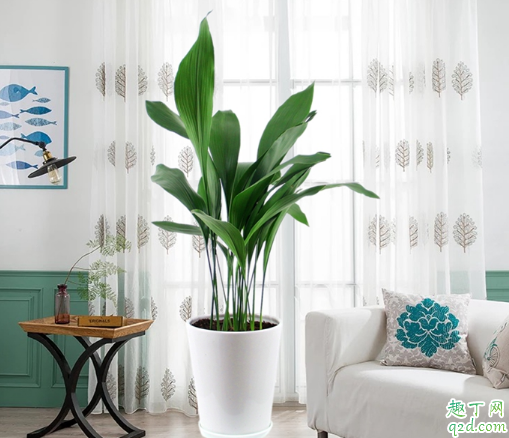 一叶兰为啥叶片发黄 一叶兰老黄叶子怎么补救