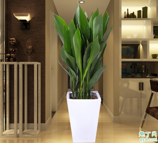 一叶兰为啥叶片发黄 一叶兰老黄叶子怎么补救