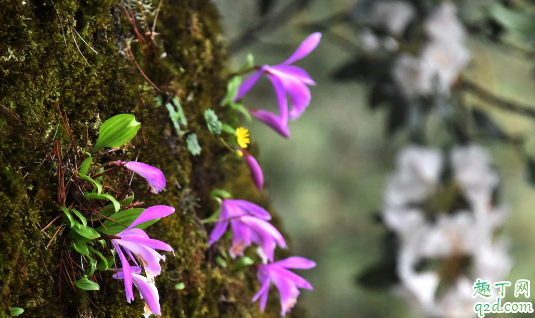 一叶兰耐寒吗 一叶兰冬季该怎么养护