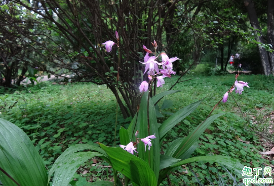 一叶兰耐寒吗 一叶兰冬季该怎么养护