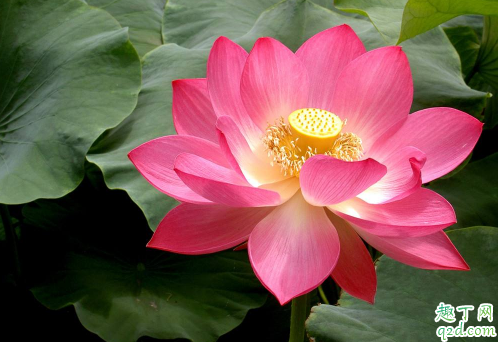 荷花能土培吗 盆栽荷花哪些是要注意的