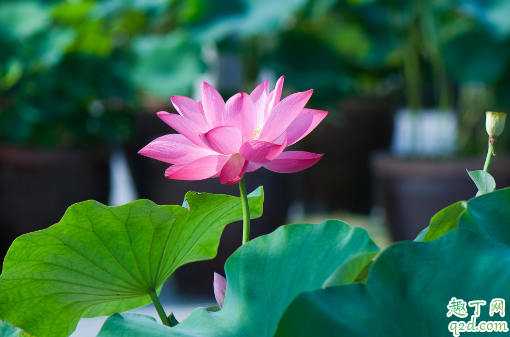 荷花能土培吗 盆栽荷花哪些是要注意的