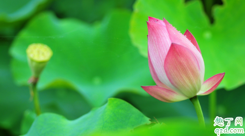荷花适合什么时候种 养荷花哪些是要注意的