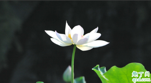 荷花适合什么时候种 养荷花哪些是要注意的