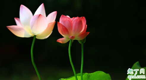 荷花适合什么时候种 养荷花哪些是要注意的