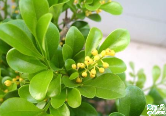 米兰花什么时候插杆容易活 米兰花扦插怎么管理