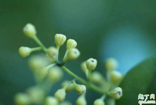 米兰花什么时候插杆容易活 米兰花扦插怎么管理