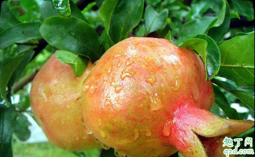 石榴树能不能嫁接 石榴树怎么嫁接成活率高