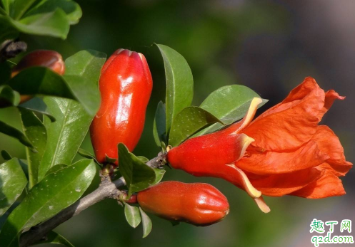 石榴树能不能嫁接 石榴树怎么嫁接成活率高