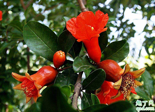 石榴树能不能嫁接 石榴树怎么嫁接成活率高