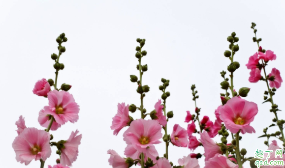 蜀葵花怎么修剪不影响开花 蜀葵花冬天多少度不会冻死