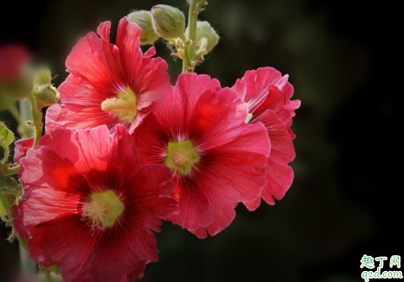 蜀葵花怎么修剪不影响开花 蜀葵花冬天多少度不会冻死