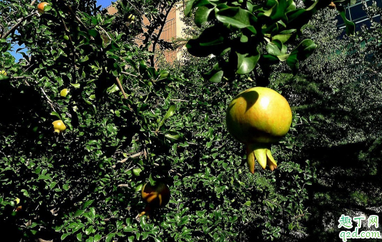 石榴树冬季能修剪吗 石榴树什么时候修剪合适