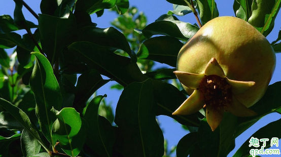 石榴树冬季能修剪吗 石榴树什么时候修剪合适