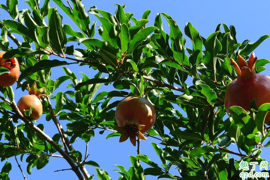 ?石榴树不开花是什么原因 石榴树不开花怎么办