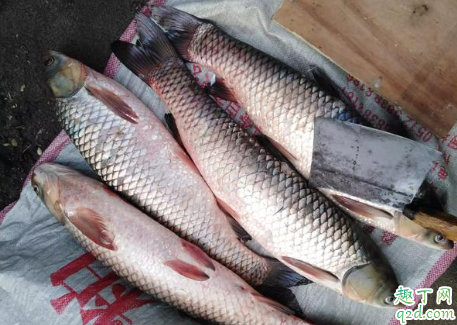 霜降过后钓鱼如何用饵 鱼漂用久了灵敏度会变吗