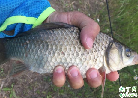 霜降过后钓鱼如何用饵 鱼漂用久了灵敏度会变吗
