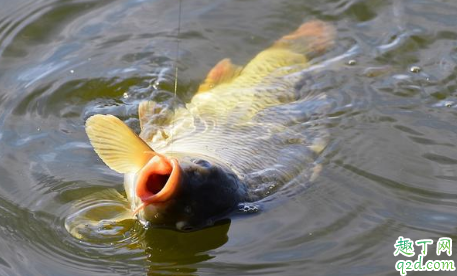 霜降过后钓鱼如何用饵 鱼漂用久了灵敏度会变吗