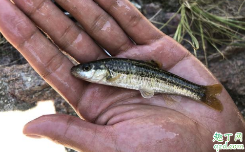 蚯蚓钓鱼怎么不滑勾 蚯蚓钓鲫鱼的小技巧