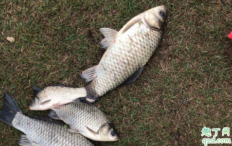 蚯蚓钓鱼怎么不滑勾 蚯蚓钓鲫鱼的小技巧